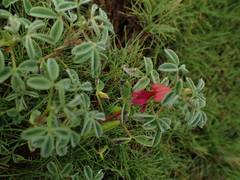 Indigofera trifoliata