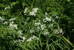 Clematis terniflora mandshurica
