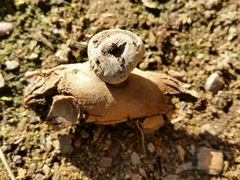 Geastrum striatum