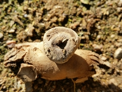 Geastrum striatum