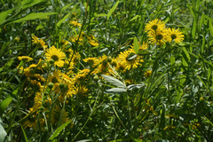 Inula japonica