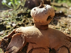 Geastrum striatum