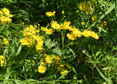 Inula japonica