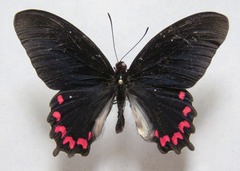 Parides montezuma