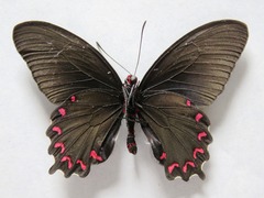 Parides montezuma