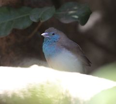 Uraeginthus angolensis