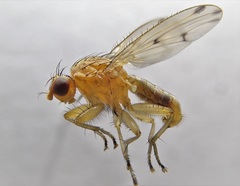Suillia laevifrons