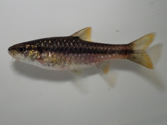 Enteromius eutaenia