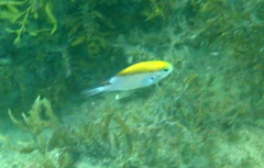 Chromis nitida