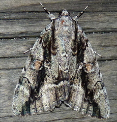 Catocala flebilis