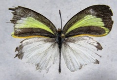 Eurema daira eugenia