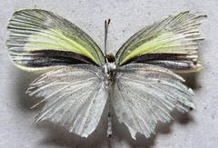 Eurema daira eugenia