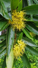 Xanthostemon chrysanthus