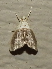 Lipocosmodes fuliginosalis