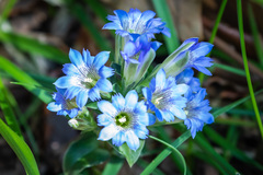 Gentiana zollingeri