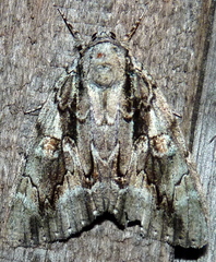 Catocala flebilis