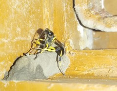 Sceliphron madraspatanum