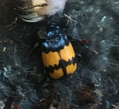 Nicrophorus vespilloides