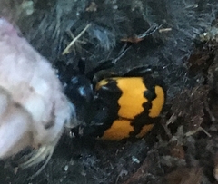Nicrophorus vespilloides