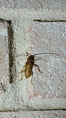 Eburia