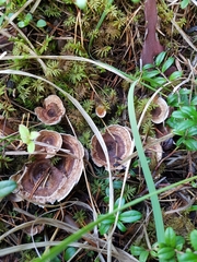 Phellodon tomentosus