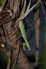 Tenodera sinensis