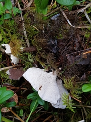 Phellodon tomentosus