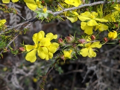 Hibbertia prostrata