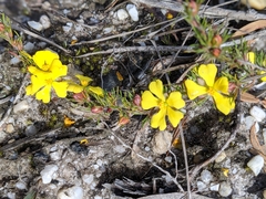 Hibbertia prostrata