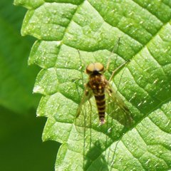 Chrysopilus fasciatus