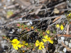 Hibbertia prostrata