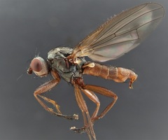 Heleomyza serrata