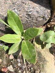 Calotropis