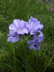 Linum hypericifolium