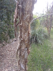 Melaleuca alternifolia