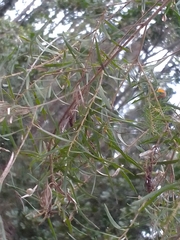 Melaleuca alternifolia