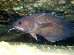 Lotella rhacina
