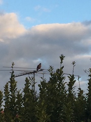 Streptopelia chinensis