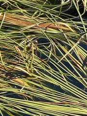 Sparganium angustifolium