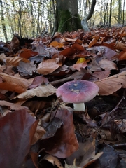 Russula persanguinea