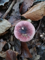 Russula persanguinea