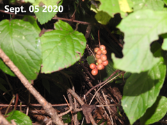 Schisandra chinensis