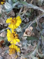 Thymophylla micropoides