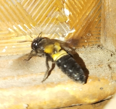 Megachile disjuncta