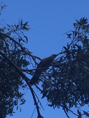 Anthochaera carunculata