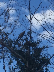 Anthochaera carunculata