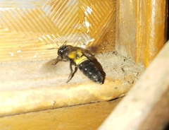 Megachile disjuncta