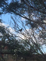 Anthochaera carunculata