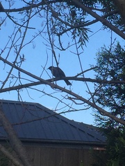 Anthochaera carunculata