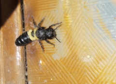 Megachile disjuncta